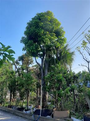 loc vung